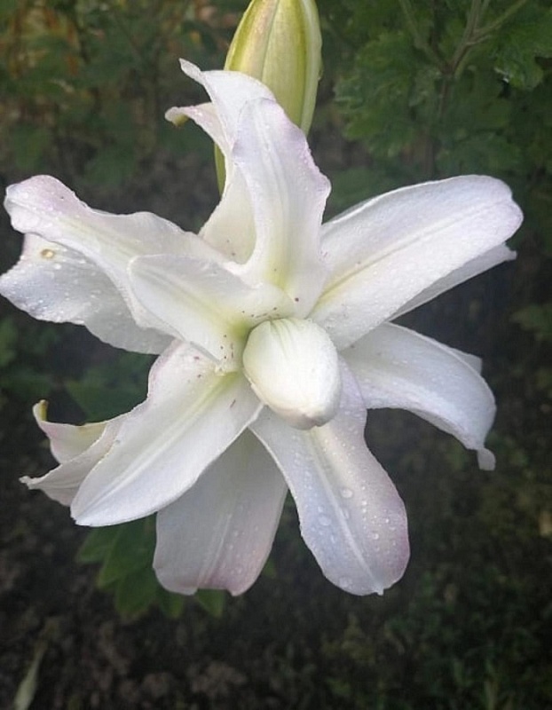 Лилия Северная звезда